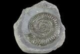 Dactylioceras Ammonite Fossil - England #84916-1